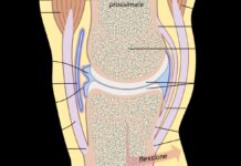 Benessere delle Articolazioni: Guida alla Vita Attiva articolazioni